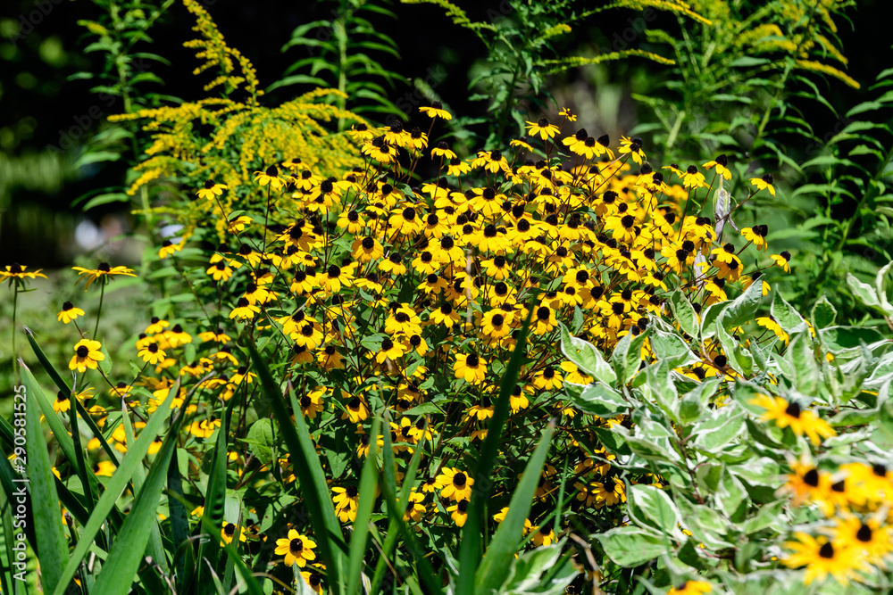 Obraz premium Group of bright yellow flowers of Rudbeckia, commonly known as coneflowers or black-eyed-susans, in a sunny summer garden, in soft focus