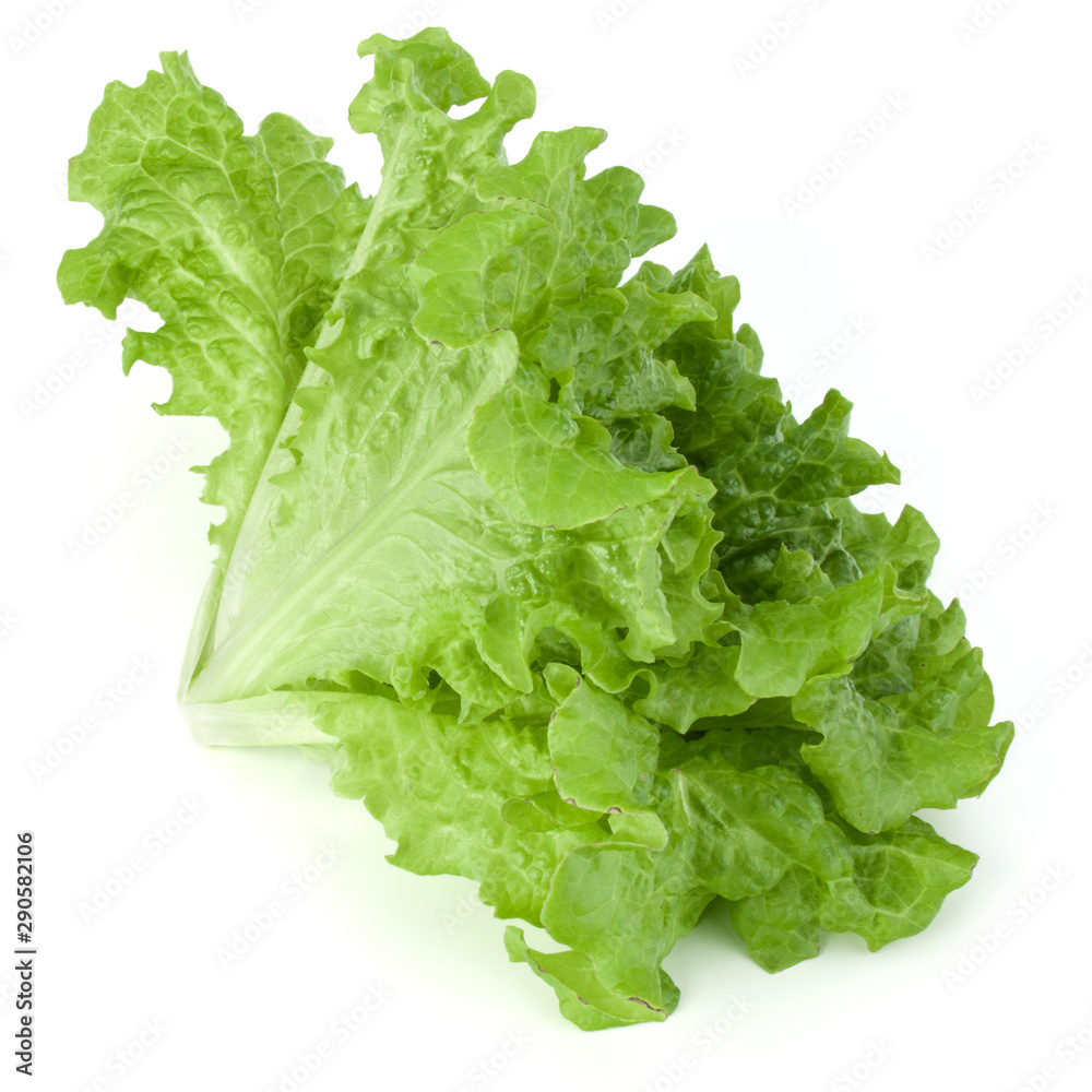 fresh green lettuce salad leaves isolated on white background fresh green lettuce salad leaves isolated on white background