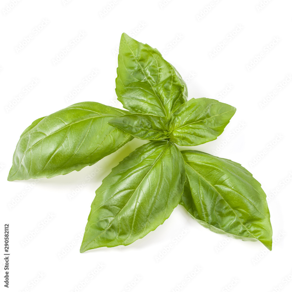 Fototapeta premium sweet basil herb leaves isolated on white background. Genovese basil leaf.