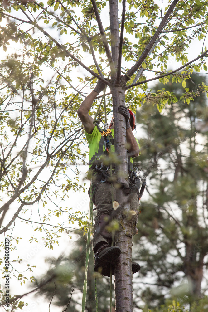 Fototapeta premium Cutting tree