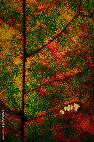 Abstract multicoloured mosaic natural pattern of autumn dried leaf