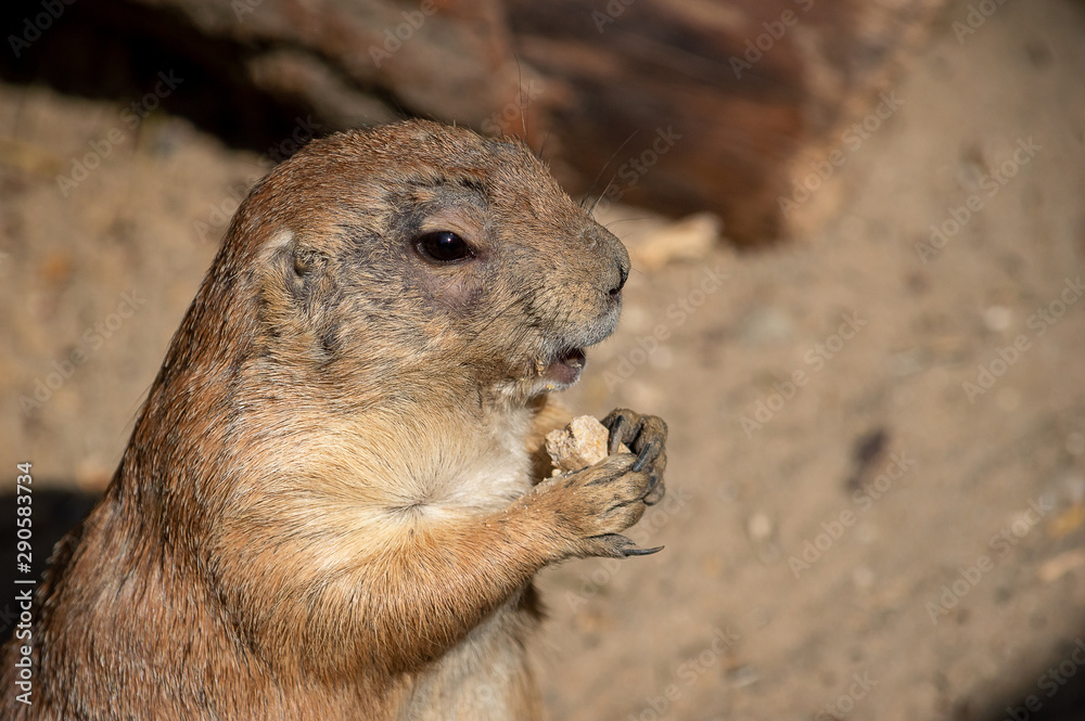 Naklejka premium Beim Mittag gestört