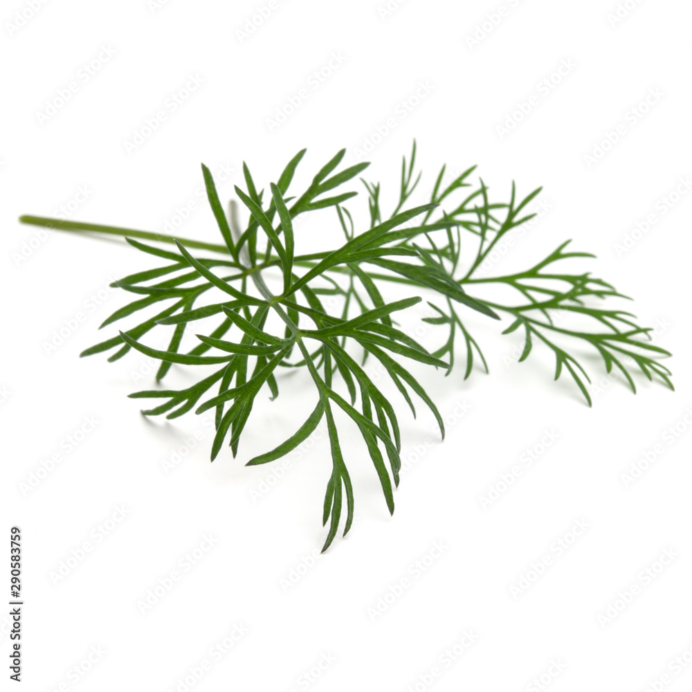 Close up shot of branch of fresh green dill herb leaves isolated on white background
