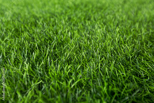 Fresh spring or summer wet grass in park, green background