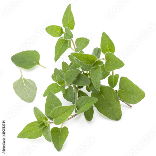 Oregano or marjoram leaves isolated on white background cutout