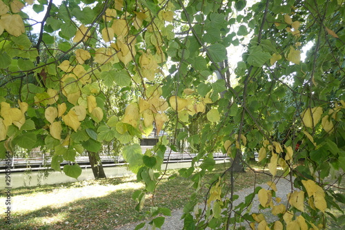 Autumn Yellow Leaves photo