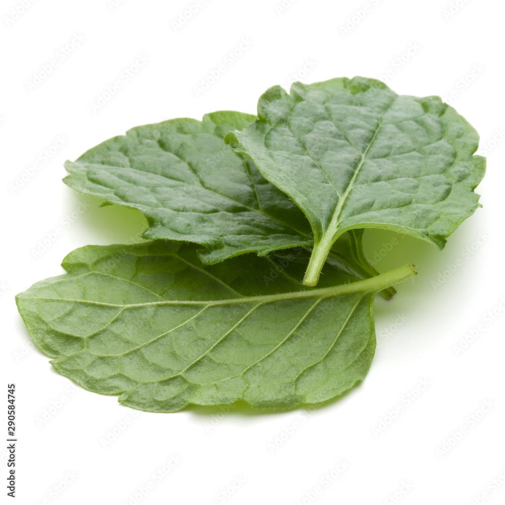 Peppermint herb isolated on white background cutout. Mint leaves. Peppermint herb isolated on white background cutout. Mint leaves.