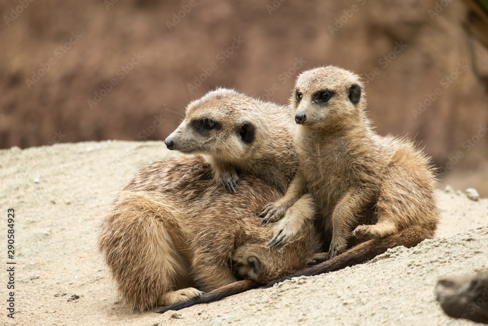 Fototapeta premium Meerkat's behavior