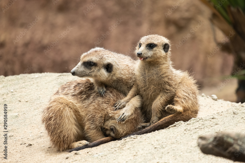 Fototapeta premium Meerkat's behavior