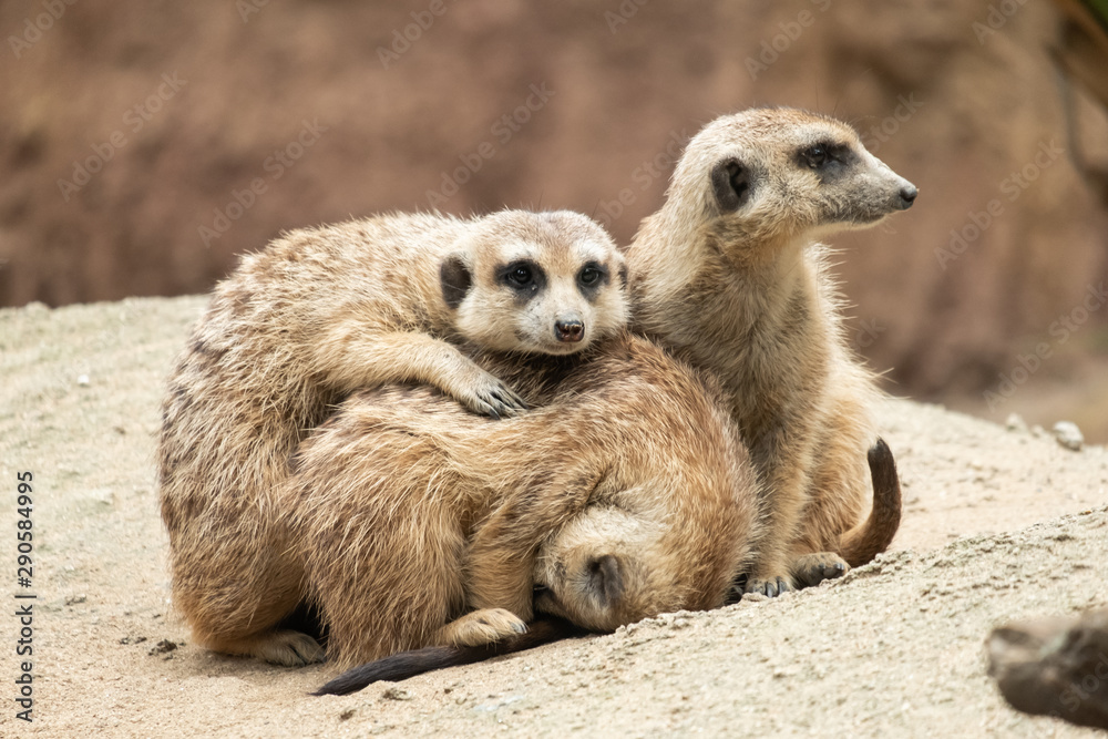 Fototapeta premium Meerkat's behavior