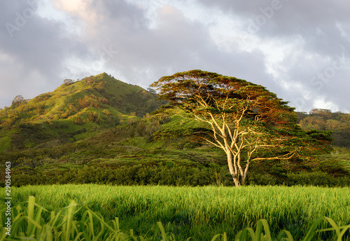 large Koa Tree stands alone in the buffalo grass near Koloa Kauai. this picture was taken in the late evening while the low angle of the sun glinted off the trunk and underside of the leaves photo