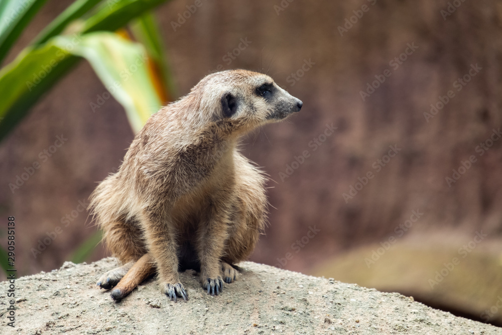 Fototapeta premium Meerkat's behavior