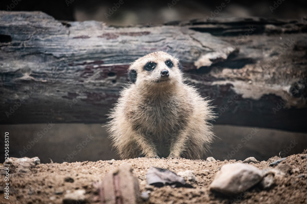Fototapeta premium Meerkat's behavior