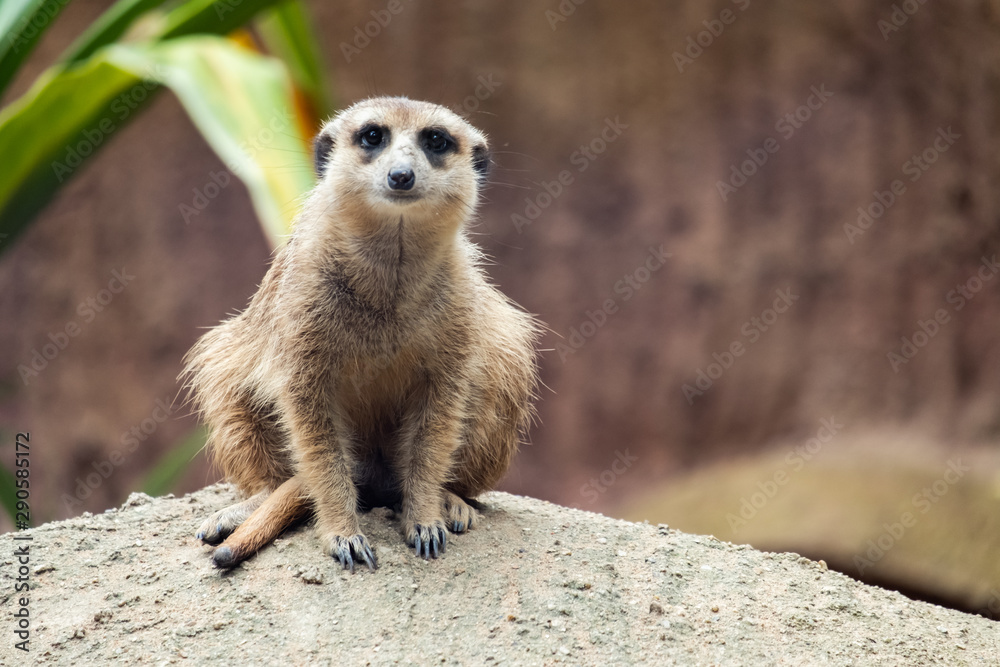Fototapeta premium Meerkat's behavior