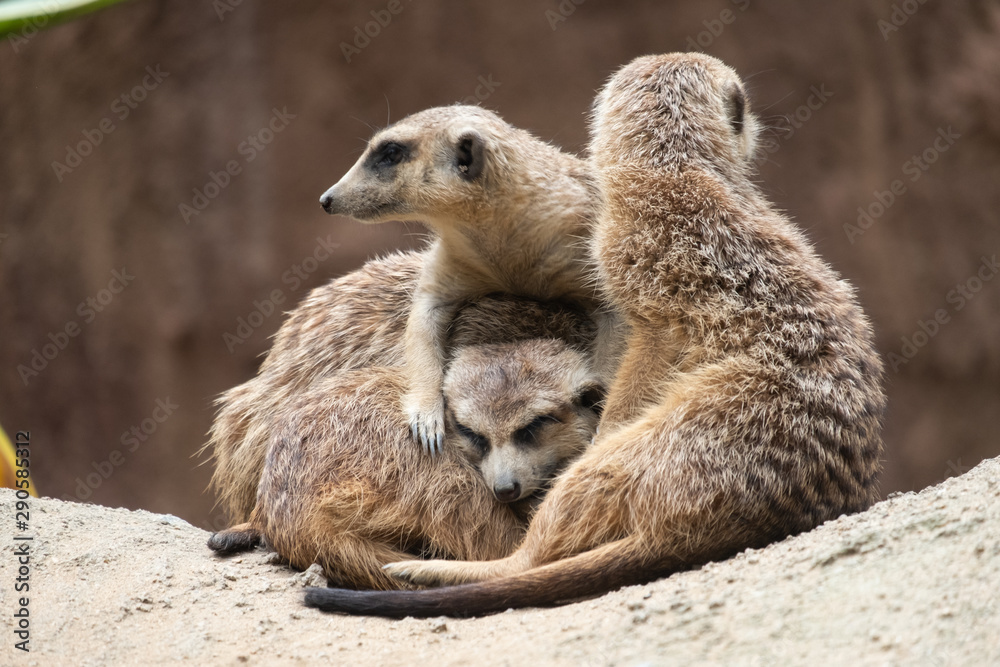 Fototapeta premium Meerkat's behavior
