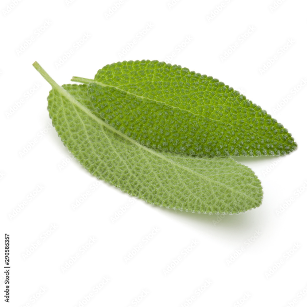 Fototapeta premium Sage leaves isolated on white background cutout.