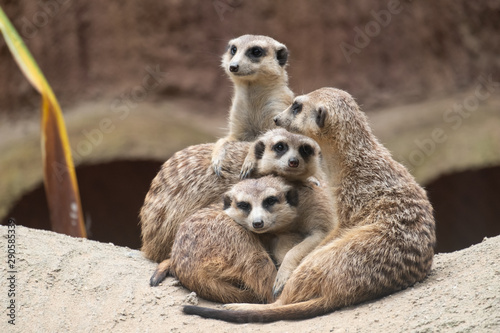 Tableau sur toile Meerkat's behavior