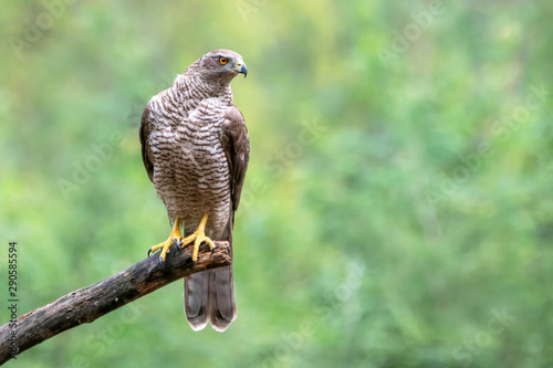 Adult of Northern Goshawk (Accipiter gentilis) on a branch in the forest of Noord Brabant in the Netherlands. Green background with writing space.