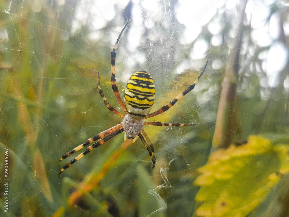 Wasp Spider (Wespenspinne, Argiope bruennichi)