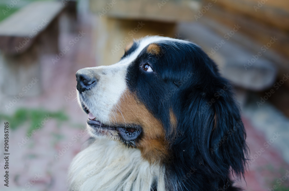 Saint bernard dog profile