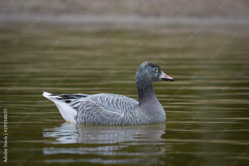 Goose bird swims on the waves in the background of bokeh