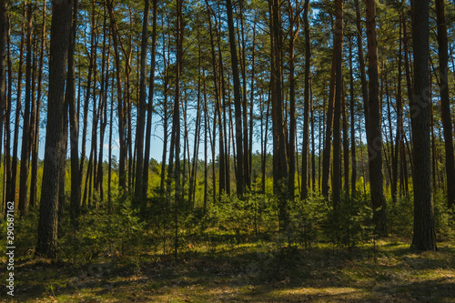 Rows of trees in the summer spruces forest vertical landscape green nature flora