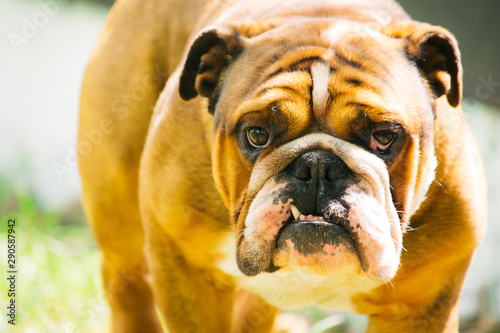 Bulldog Face