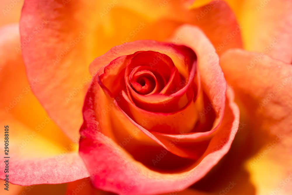 Macro on a beautiful pink and yellow rose. Macro on a beautiful pink and yellow rose.