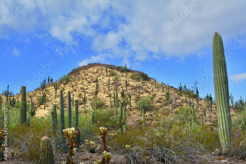 Sonoran Desert Landscape Organ Pipe Saguro Cactus Arizona Sky Mountain
