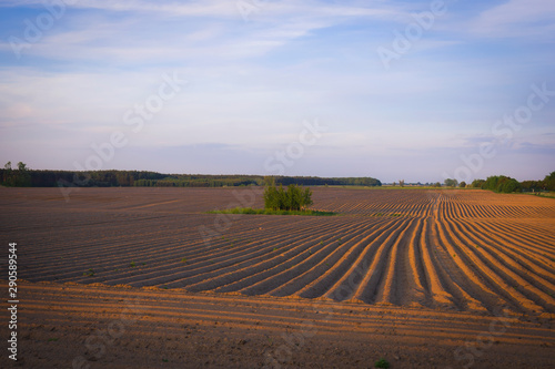 Field unearthed in autumn with furrows arable land even patterns in nature dirt agriculture cultivation symmetry blue sky horizon agriculture