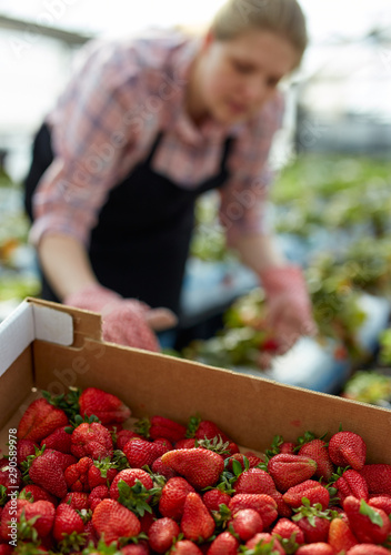 Greenhouse produce, organic strawberry