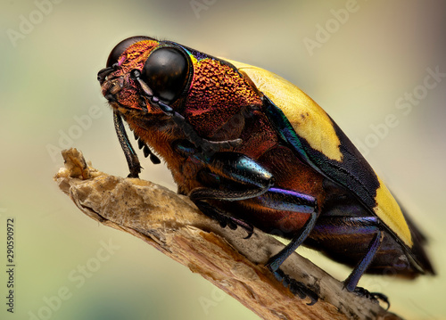 Insect perching on twig photo