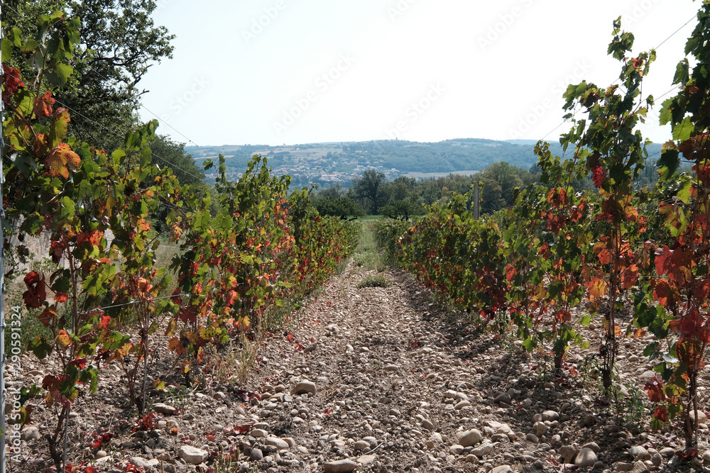 Black grapes in the vineyards of Beaujolais - France just before harvest