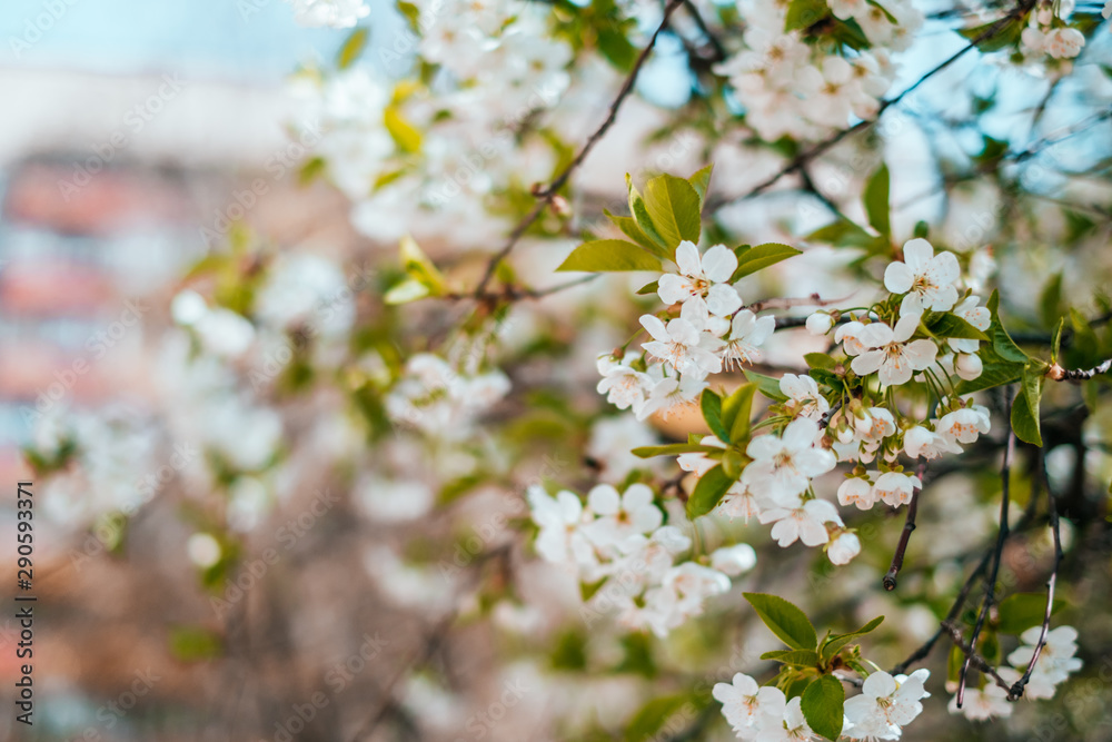 Cherry blossom background Cherry blossom background