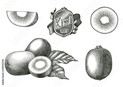 Antique engraving illustration of Kiwi fruit collection hand draw vintage style black and white clip art isolated on white background