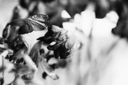 Black and white of Freesia flower abstract composition