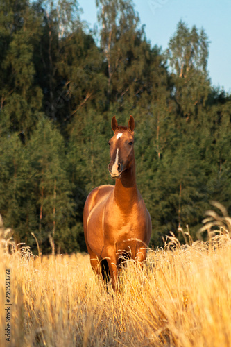 Young chestnut Don breed horse staning in the ripe field of oats in late summer in evening sunlight with forest in the background. Art animal portrait. © aurency