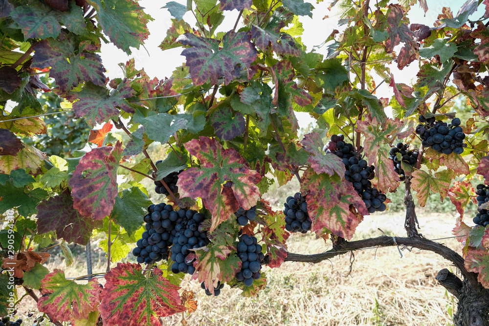 Black grapes in the vineyards of Beaujolais - France just before harvest Black grapes in the vineyards of Beaujolais - France just before harvest