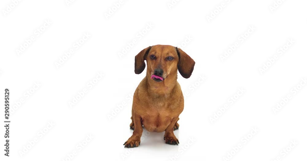 4K - Dachshund looking at camera. Dog lick oneself 4K - Dachshund looking at camera. Dog lick oneself