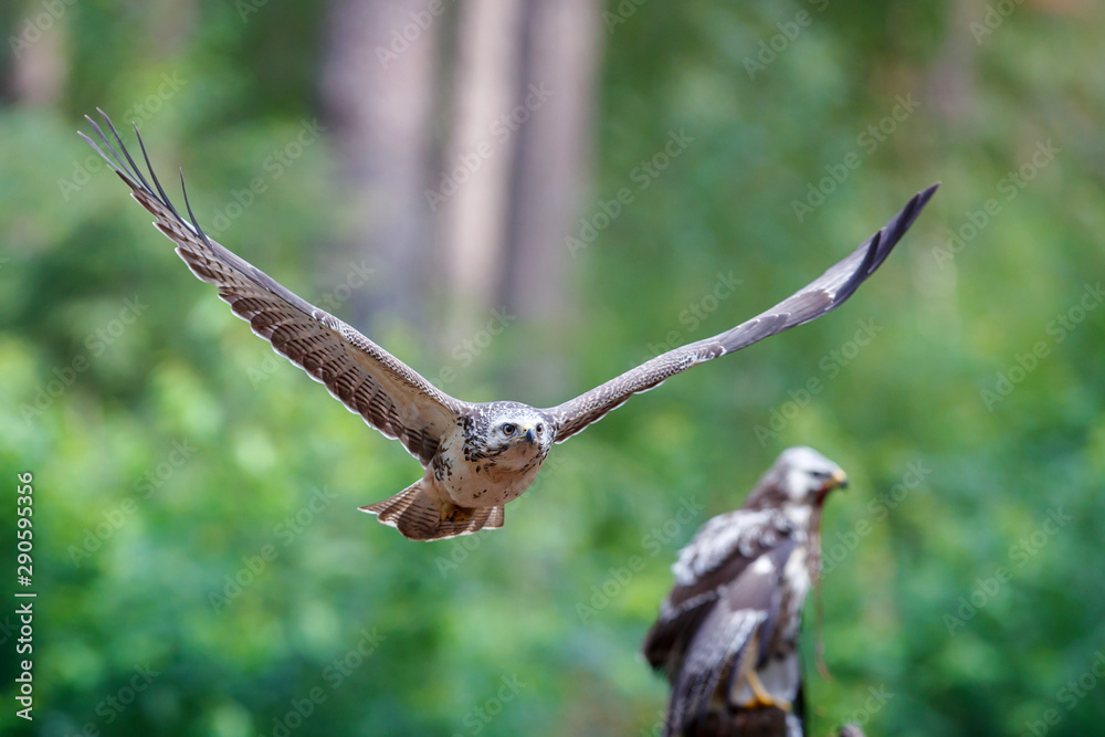 Fototapeta premium Common buzzard, buteo buteo, flying in the forest in the Netherlands