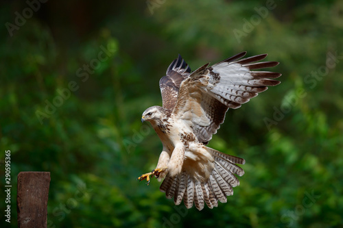 Common buzzard, buteo buteo, flying in the forest in the Netherlands