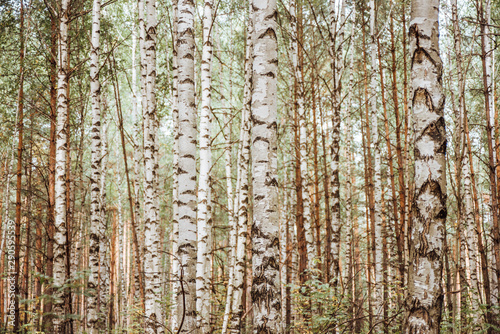 Birch Grove background. Autumn forest