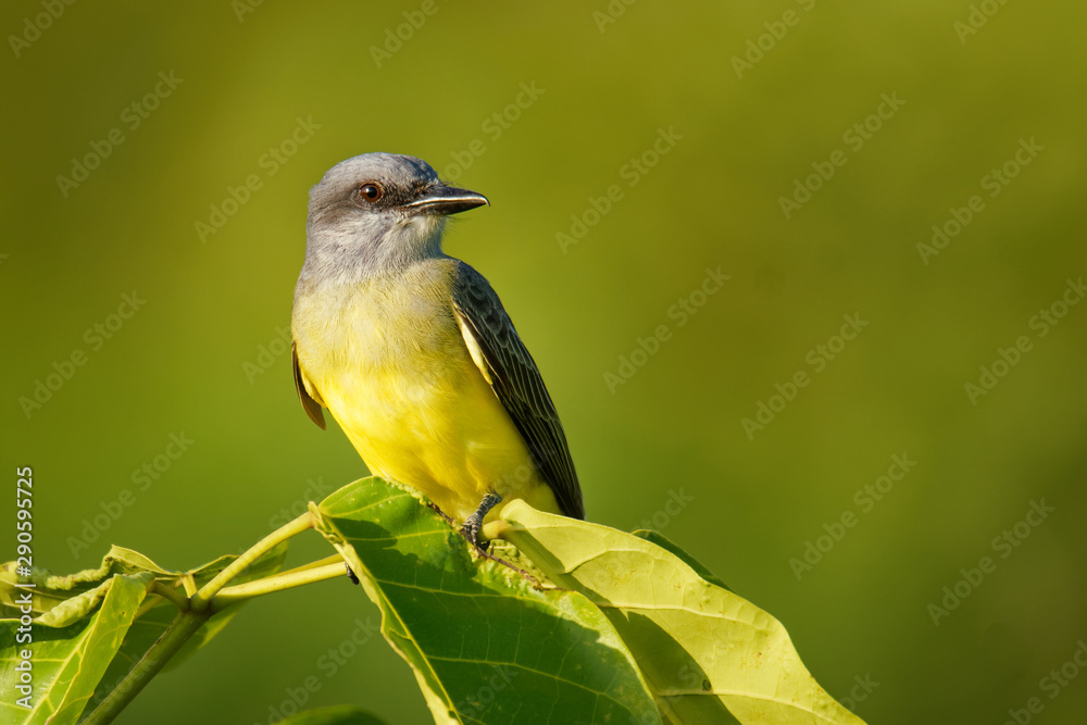 Obraz premium Tropical Kingbird - Tyrannus melancholicus large tyrant flycatcher, breeds from Arizona, Texas through Central America, South America, Argentina and western Peru, and on Trinidad and Tobago