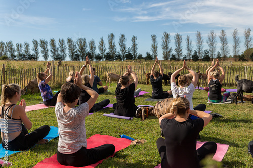 Obraz na plátne A goat yoga session held in the paddock of a farm on a warm and sunny summers mo