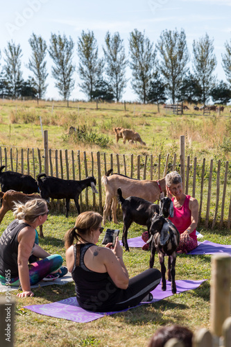 A goat yoga session held in the paddock of a farm on a warm and sunny summers morning