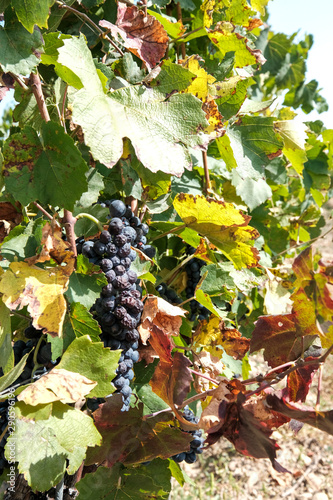 Black grapes in the vineyards of Beaujolais - France just before harvest