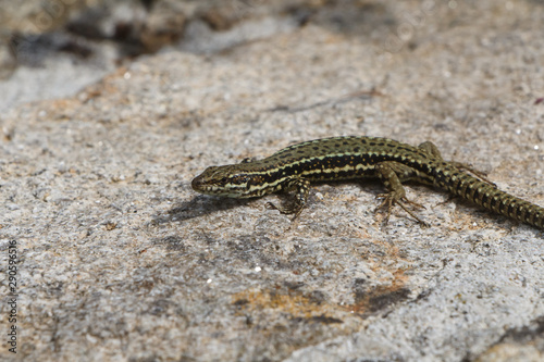 Common wall lizard taking the sun on a wall