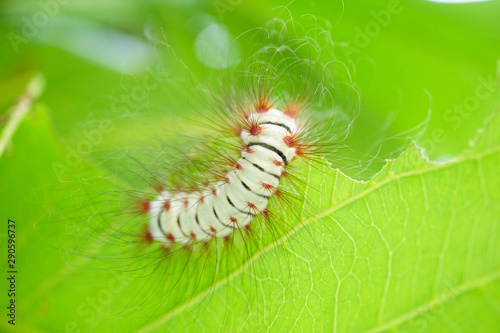 caterpillar eat leaf megalopyge Lanata