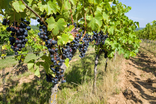 Regent wine grapes on a vine in organic vineyard