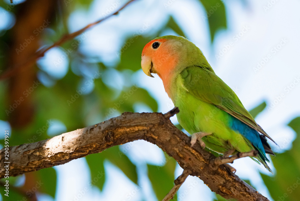 Rosy-faced lovebird perches on branch close up